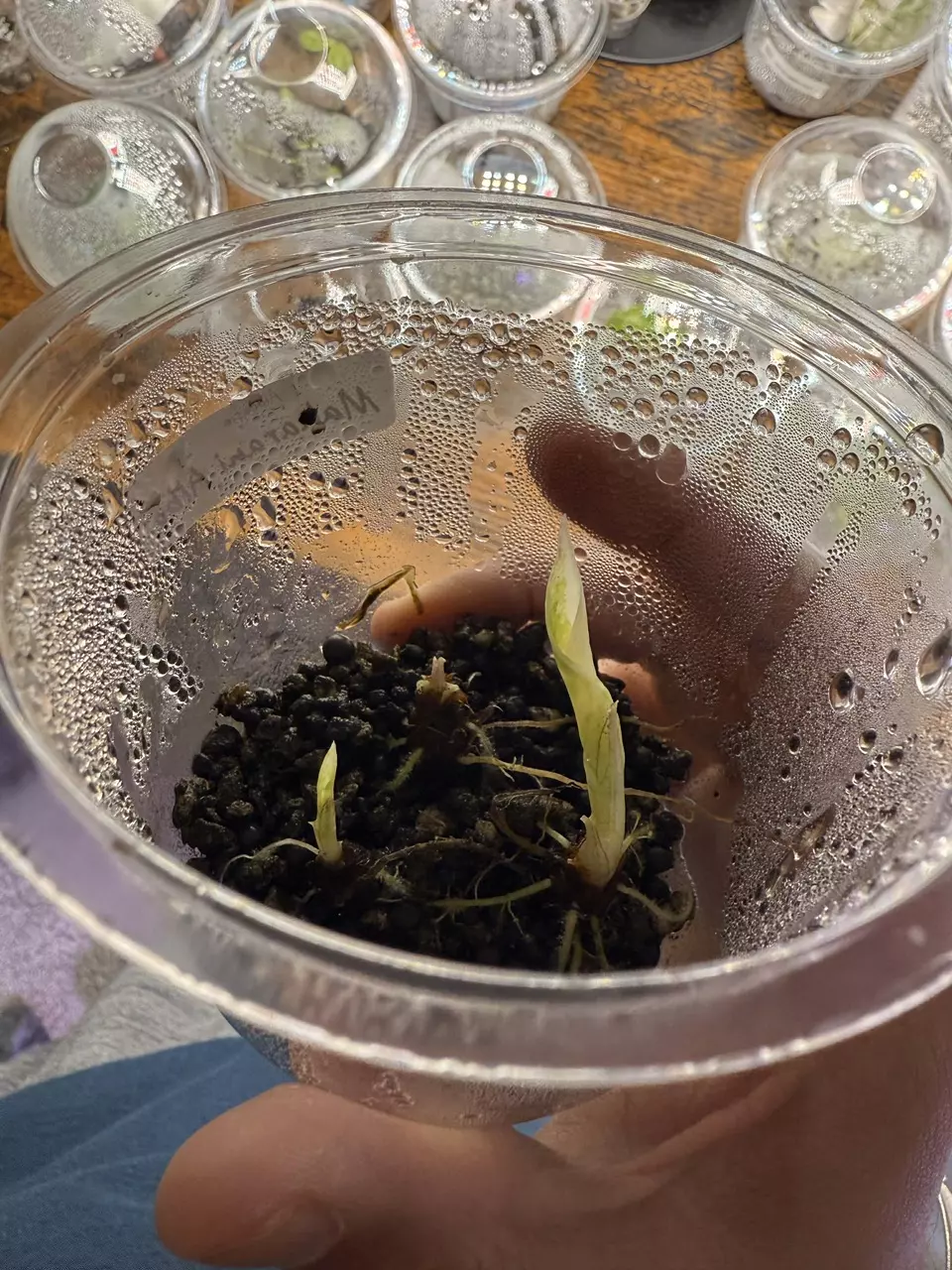 plant/Maharani Albo Sprouted CORM #1-1