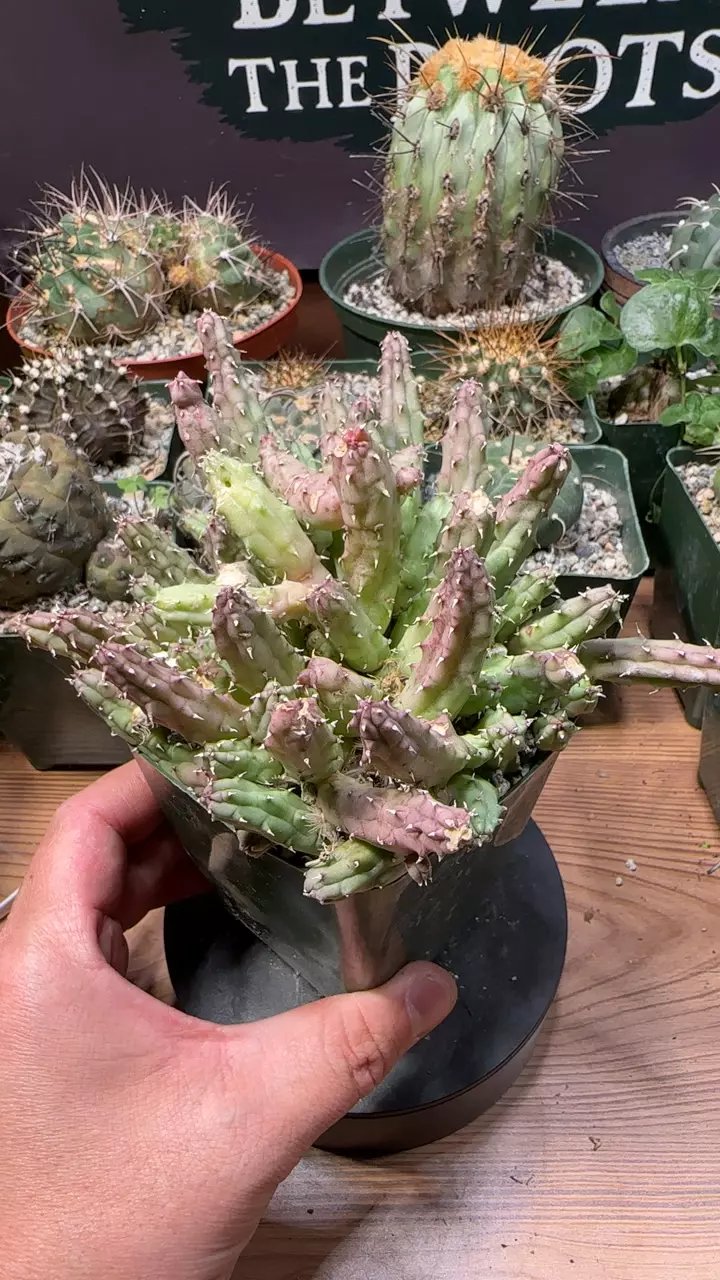 plant/Huernia procumbens cluster-0