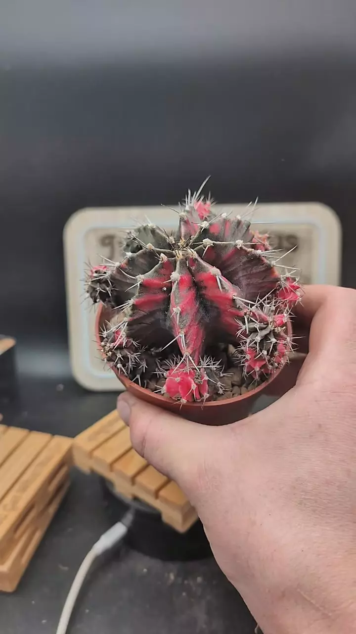 plant/m297 neon red vari gymno with pups on 4" pot-0