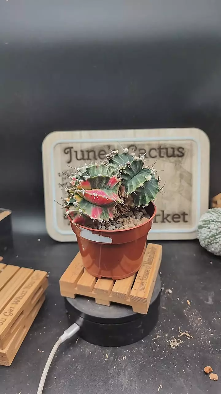 plant/m301 big Gymno vari twins on 4" pot-0