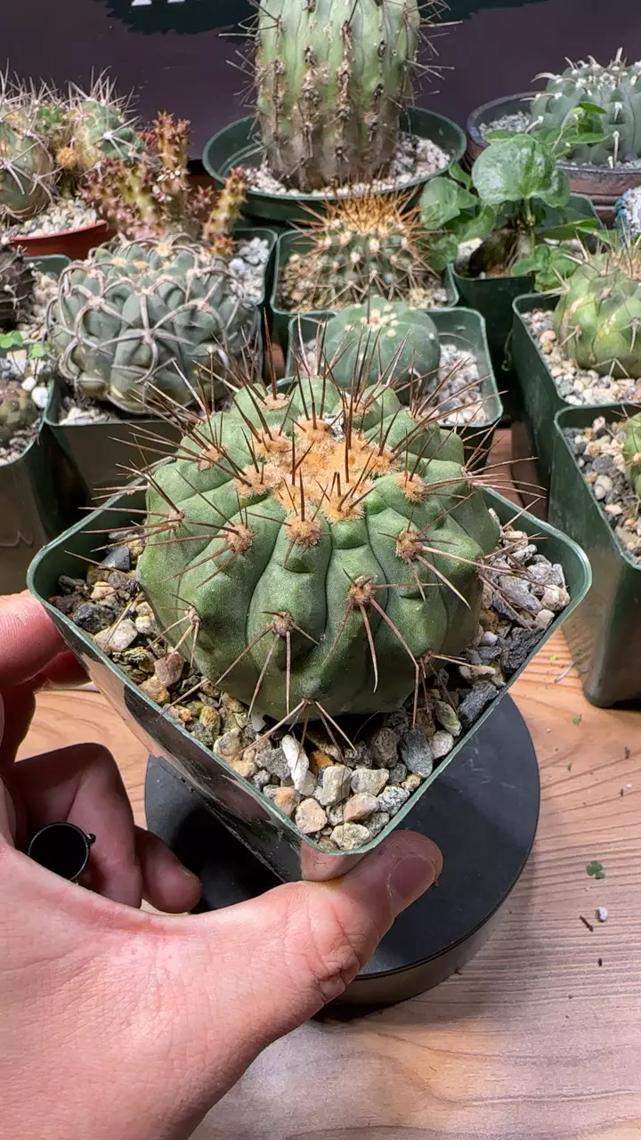 plant/copiapoa haseltoniana-0