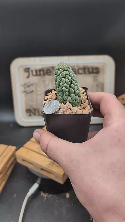plant/m329 larryleachia cactiformis 2.25" pot-0-thumbnail