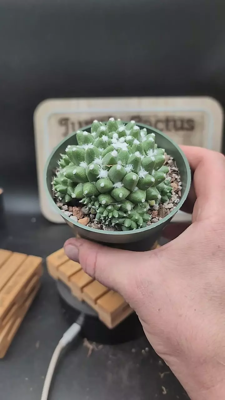 plant/m315 mammillaria erusamu 4" pot-0