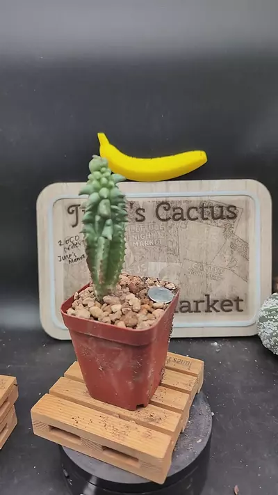 plant/m364 euphorbia horrida mutant 6" tall-0-thumbnail