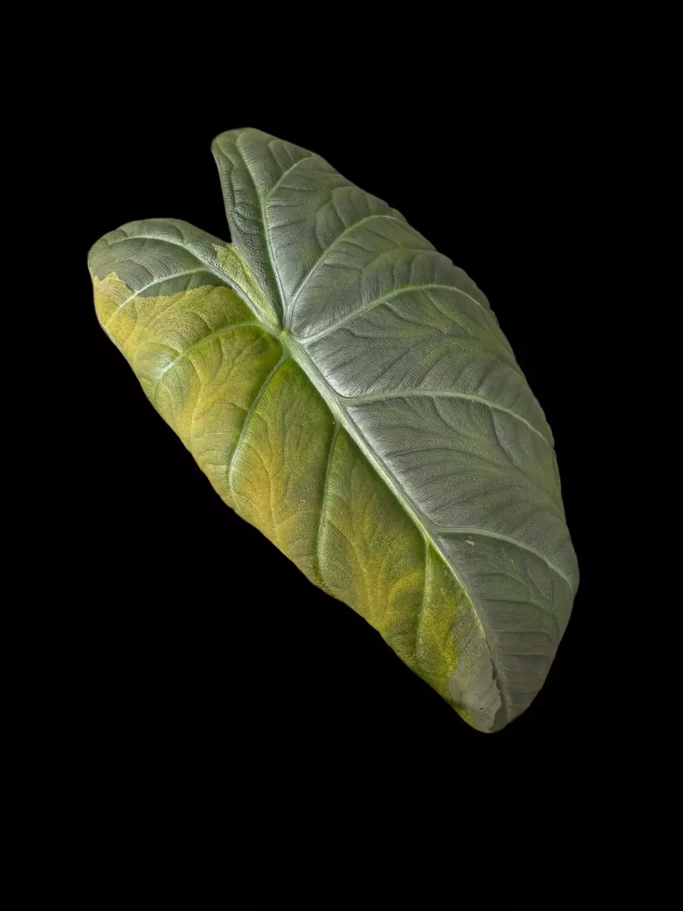 plant/Maharani Tri-Color CORM #3-1