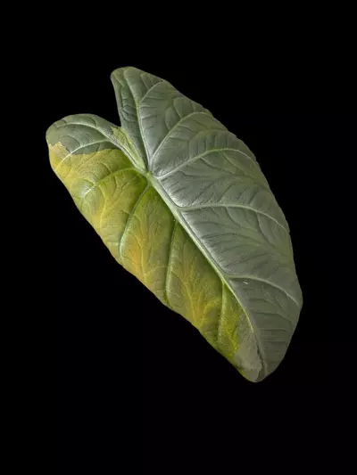 plant/Maharani Tri-Color CORM #3-1-thumbnail