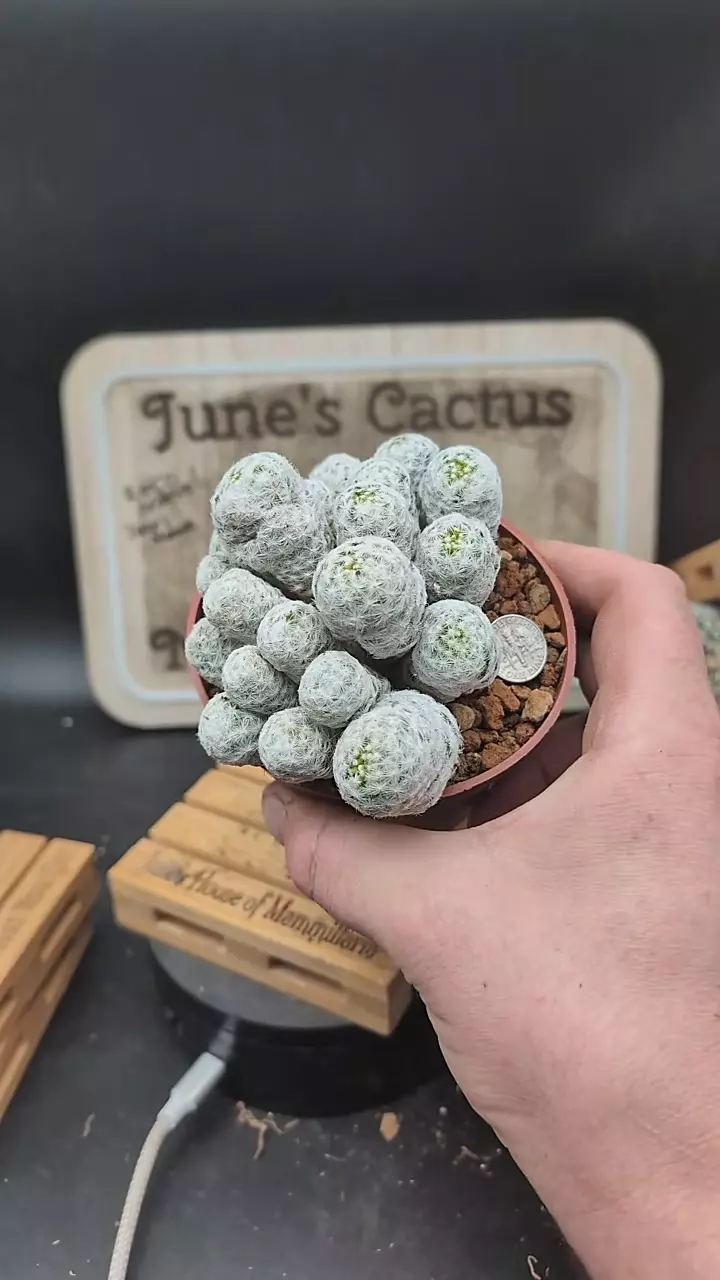 plant/m324 mammillaria humboltii 4" pot-0