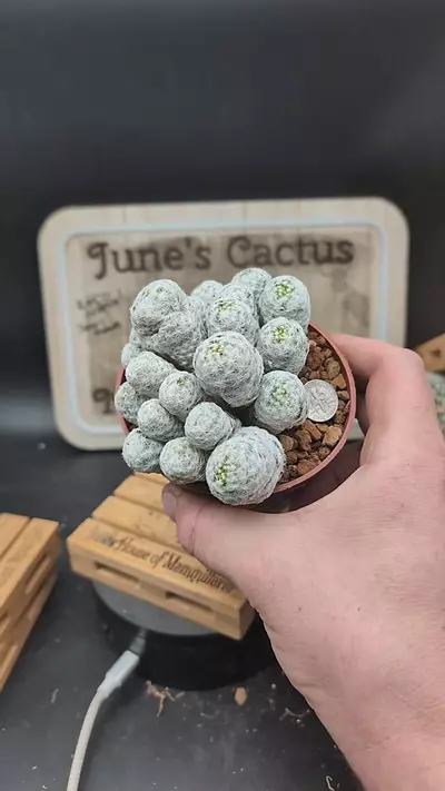 plant/m324 mammillaria humboltii 4" pot-0-thumbnail