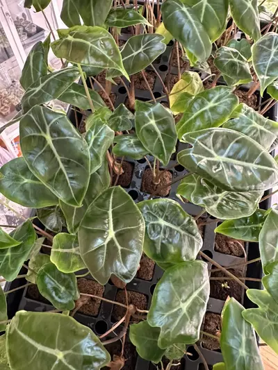 plant/alocasia suhirmaniana in plug- grower’s choice-0-thumbnail