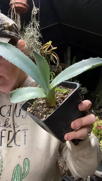 plant/Americana agave  5”-0-thumbnail