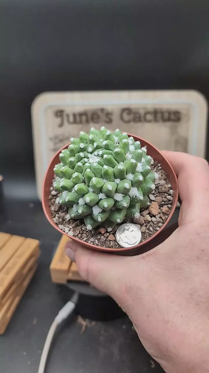 plant/m314 mammillaria erusamu 4" pot-0