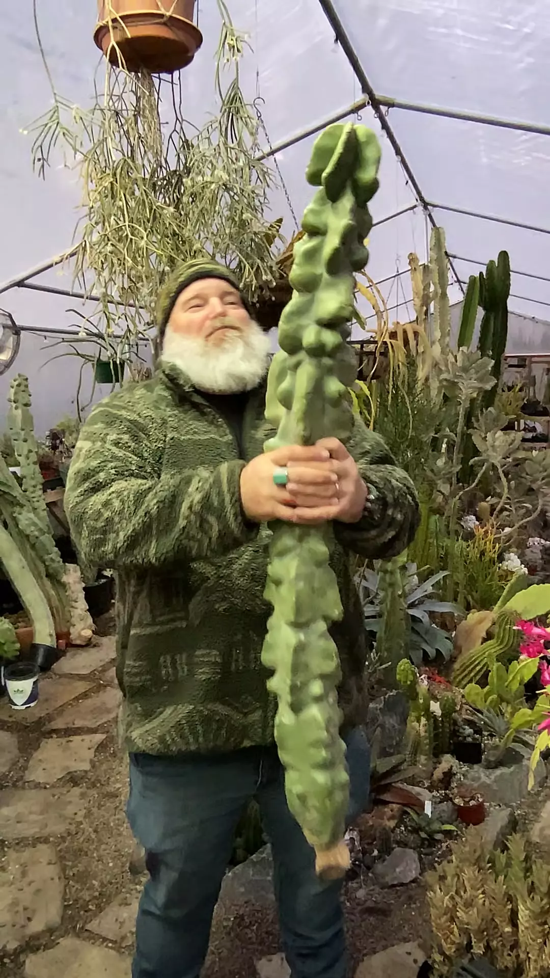 plant/Obesa Totem 42” Cutting lightly rooted-0