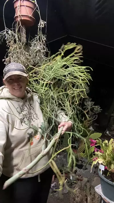 plant/Euphorbia firesticks cutting-0-thumbnail