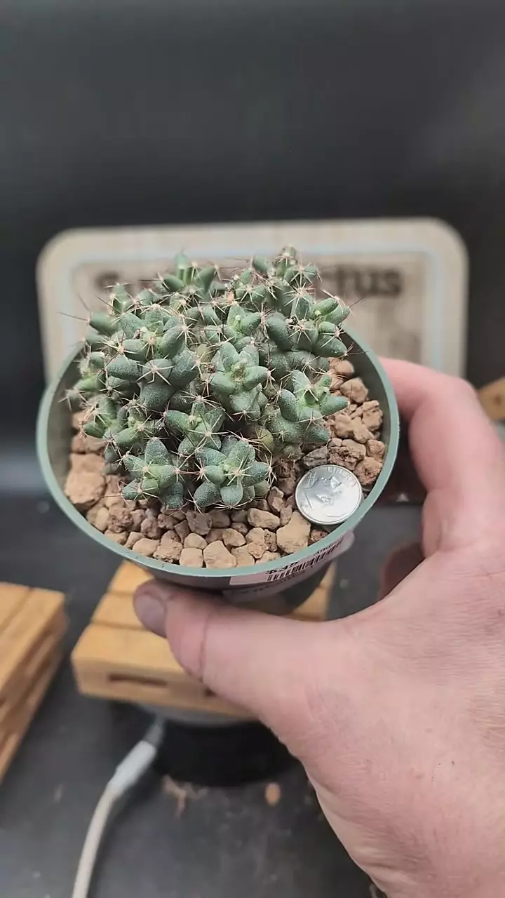 plant/m327 coryphantha runyonii cluster 4" pot-0