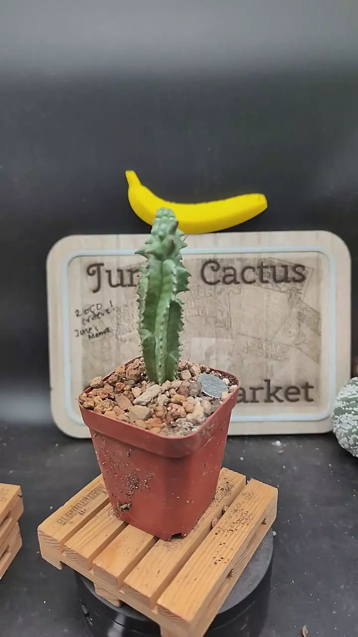 plant/m365 euphorbia horrida mutant 6" tall-0