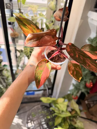 plant/Fire Princess Philodendron Var-2-thumbnail