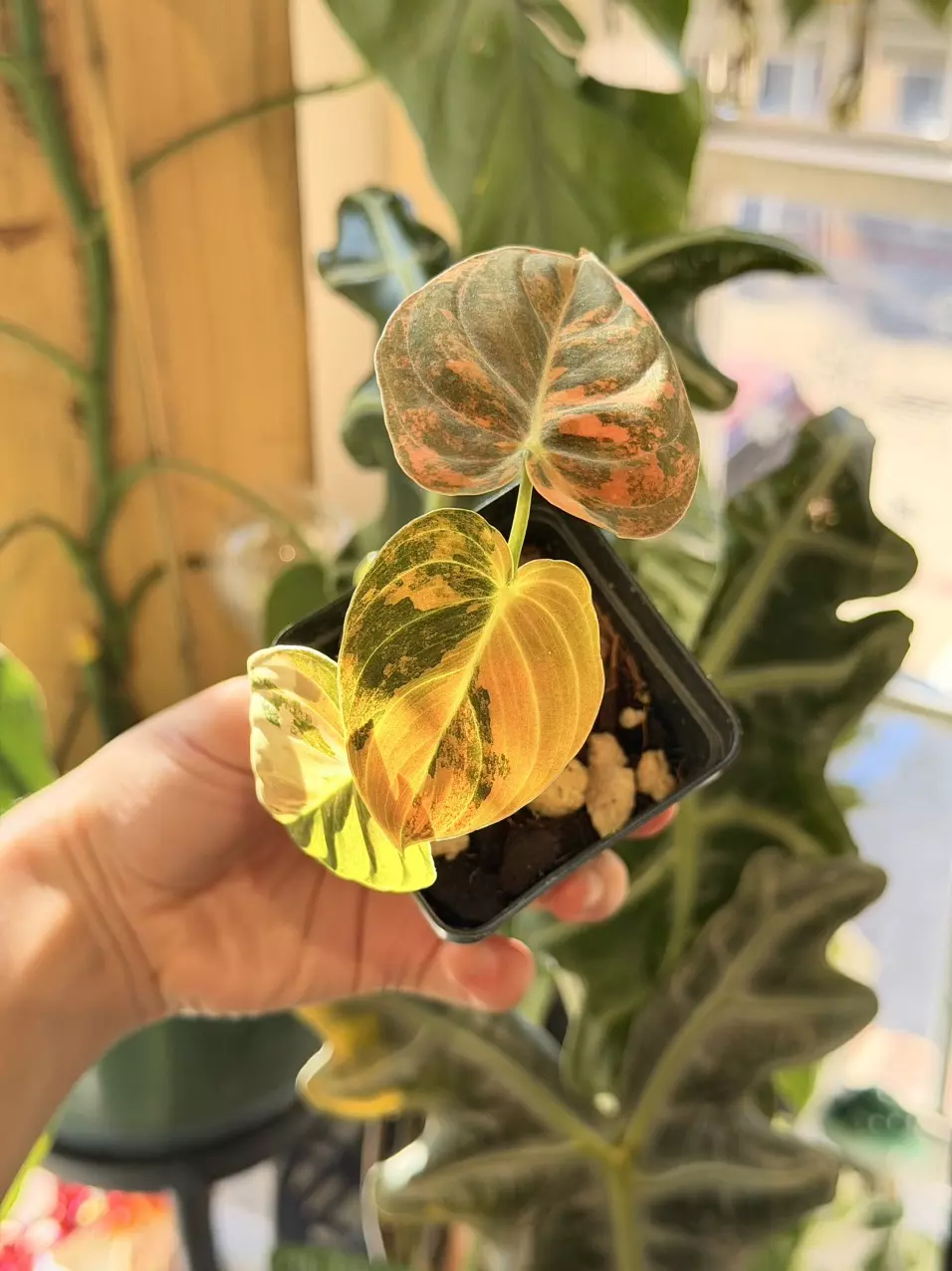 plant/Orange Melanochrysum-2