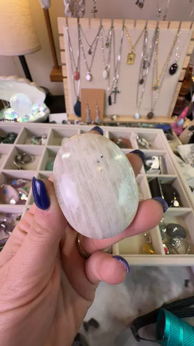 plant/moonstone palm-0-thumbnail