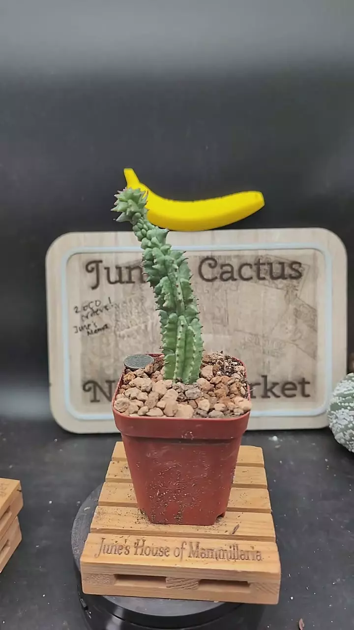 plant/m366 euphorbia horrida mutant 6" tall-0