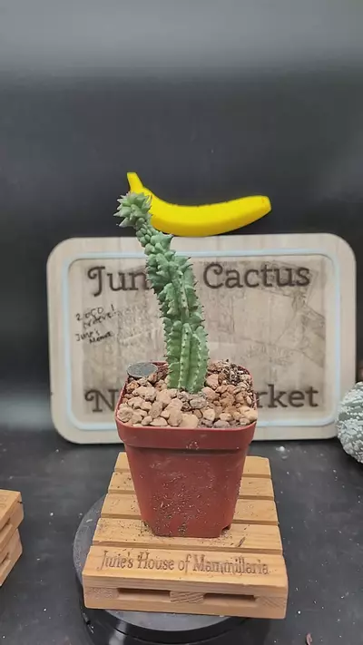 plant/m366 euphorbia horrida mutant 6" tall-0-thumbnail