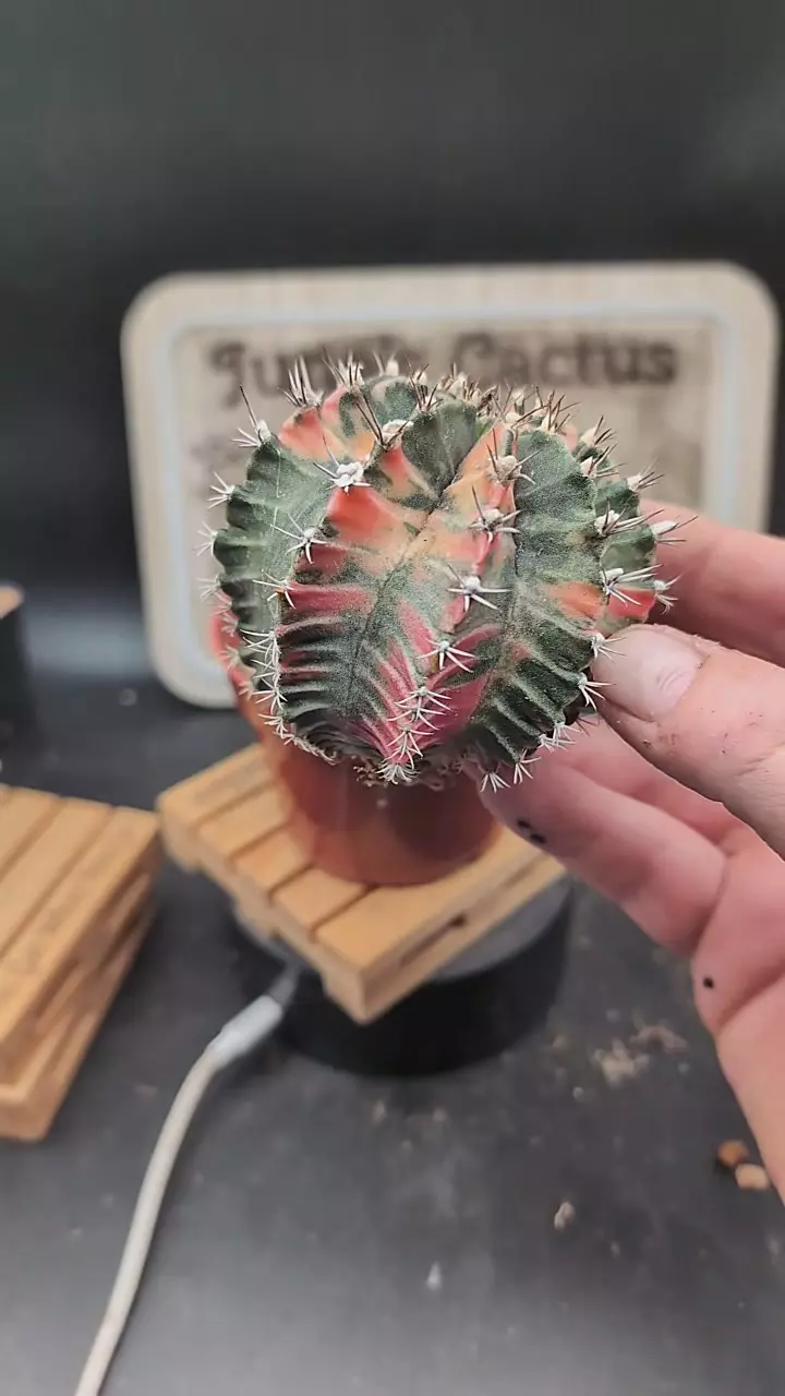 plant/m295 nice vari gymno 3" wide-0