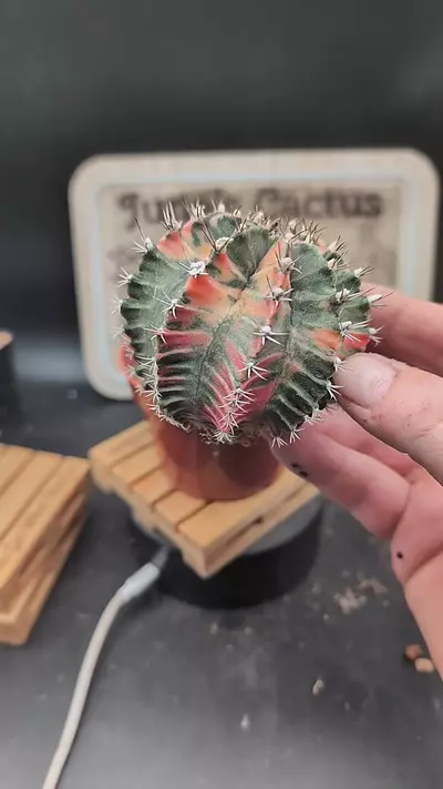 plant/m295 nice vari gymno 3" wide-0-thumbnail