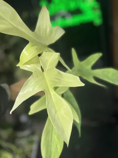 plant/Philodendron Florida Ghost-0-thumbnail