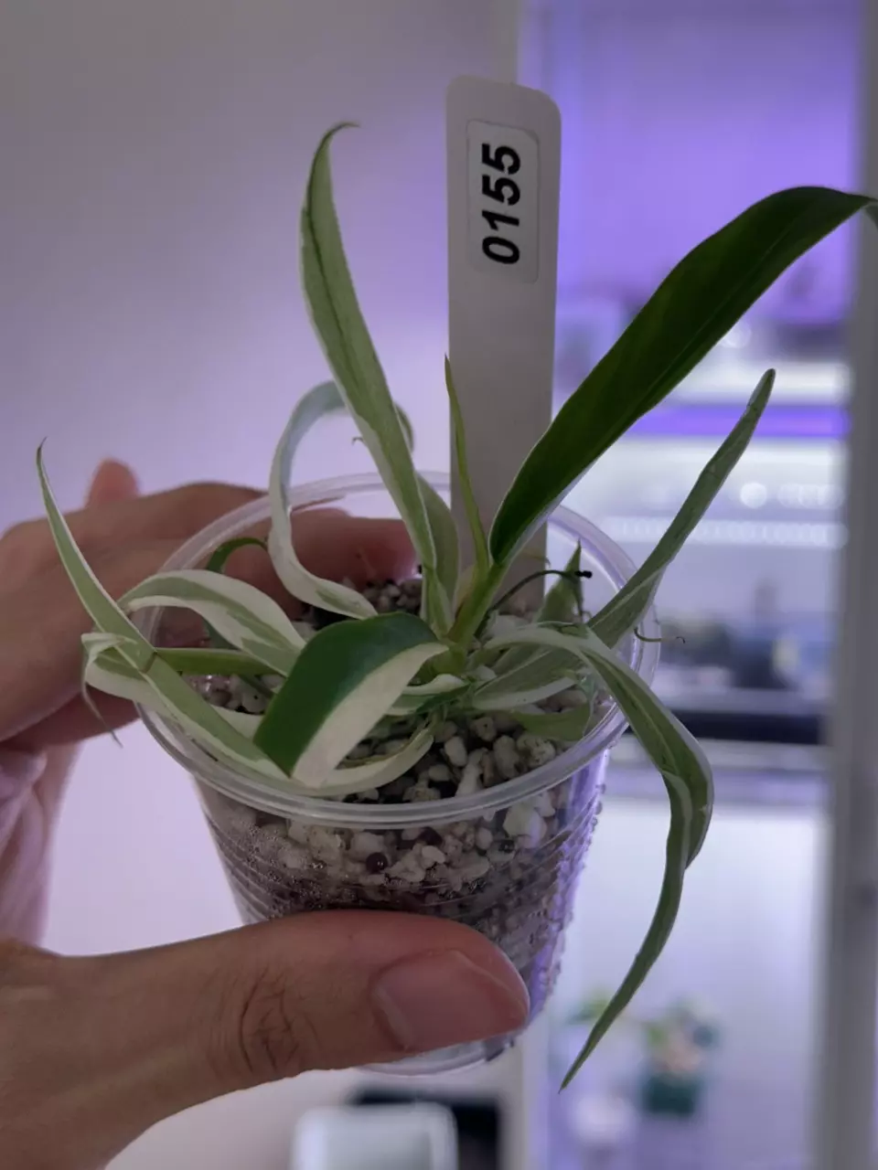 plant/philodendron Tortum albo #155 higher var-1