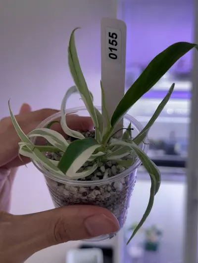 plant/philodendron Tortum albo #155 higher var-1-thumbnail