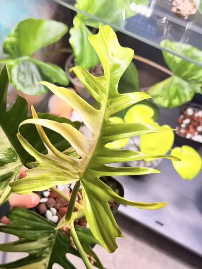 plant/florida beauty x tortum var-2-thumbnail