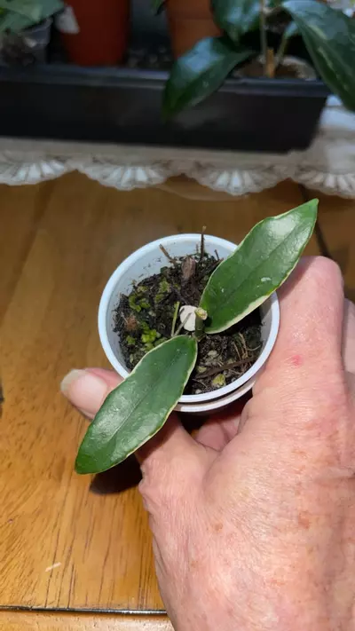 plant/77 Hoya Lobii-0-thumbnail