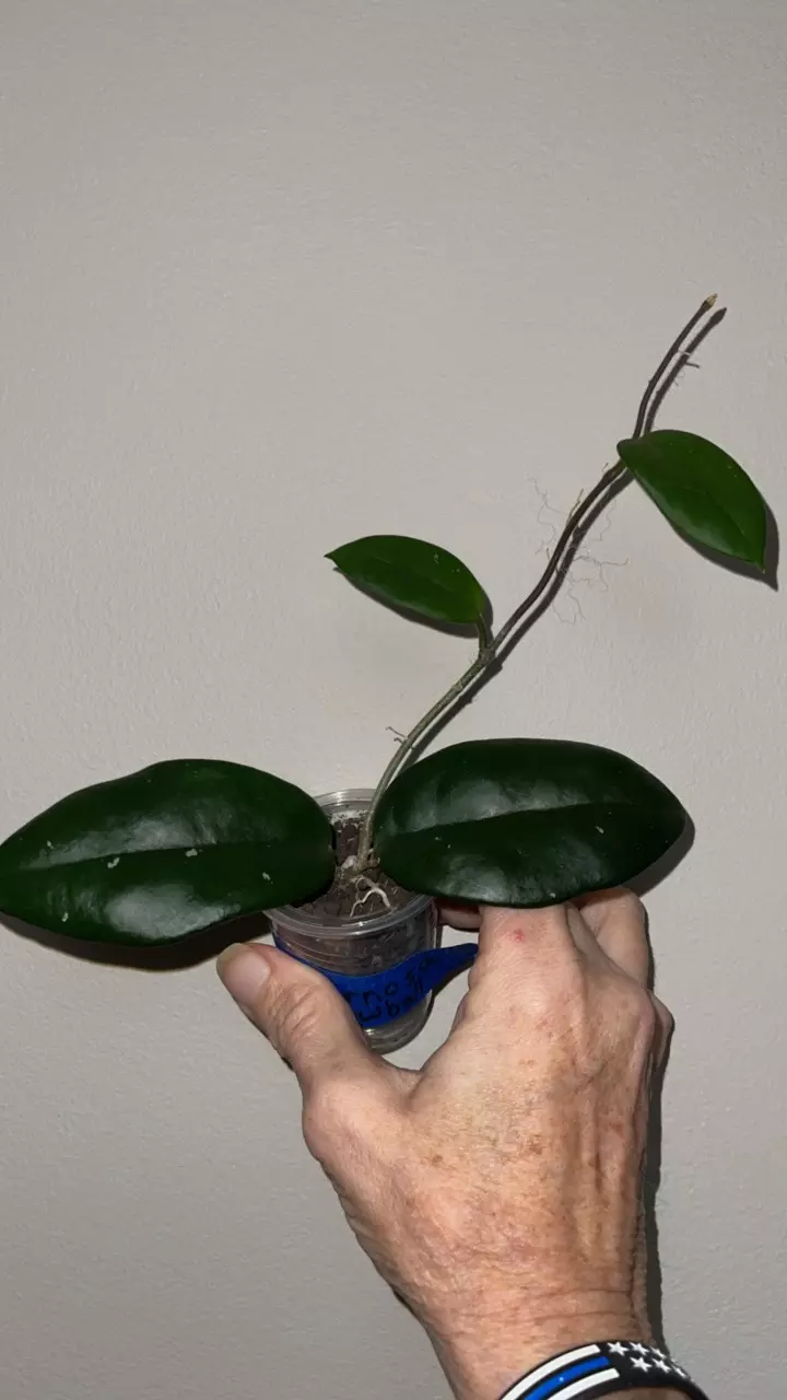 plant/84 Hoya snowball-0