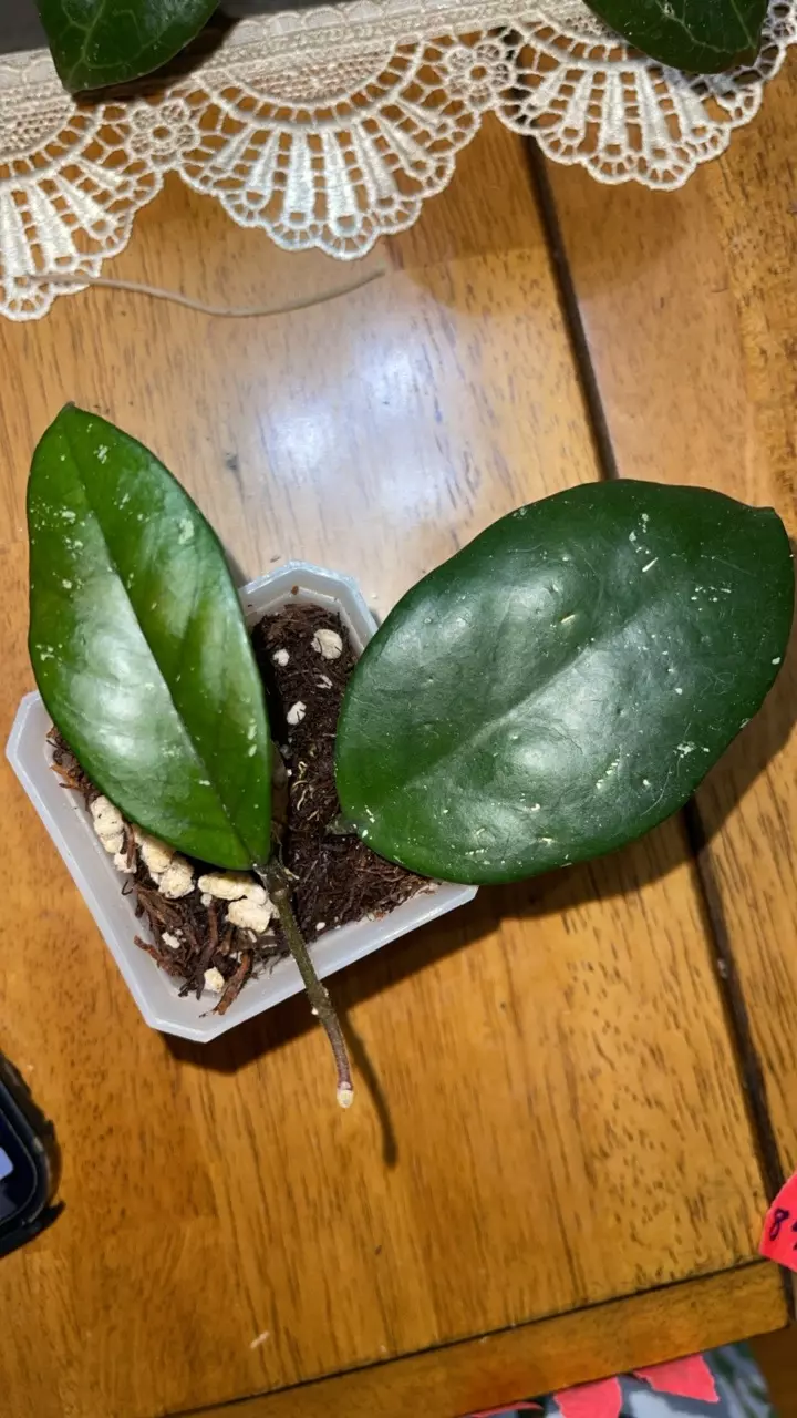 plant/80 Hoya Publicalyx x fungii-0