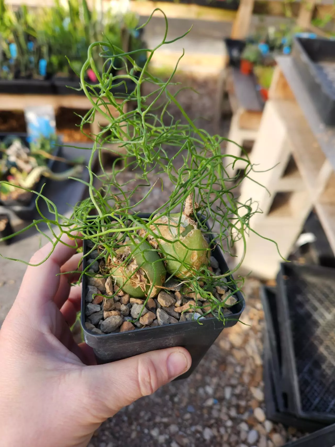 plant/Bowea volubulis-0