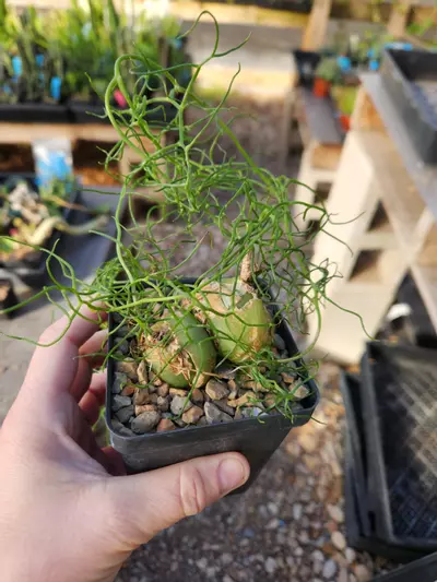 plant/Bowea volubulis-0-thumbnail