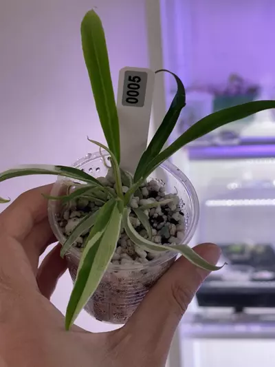 plant/philodendron Tortum albo #5-0-thumbnail