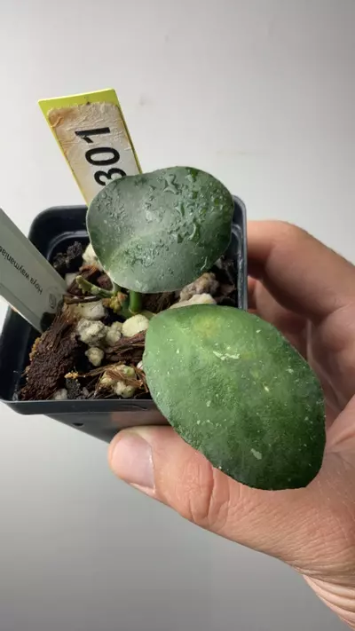 plant/3301 waymaniae borneo-0-thumbnail