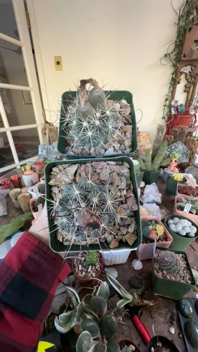 plant/Cory with fruit!-0-thumbnail