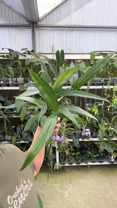 plant/e406 Epipremnum amplissimum-0-thumbnail