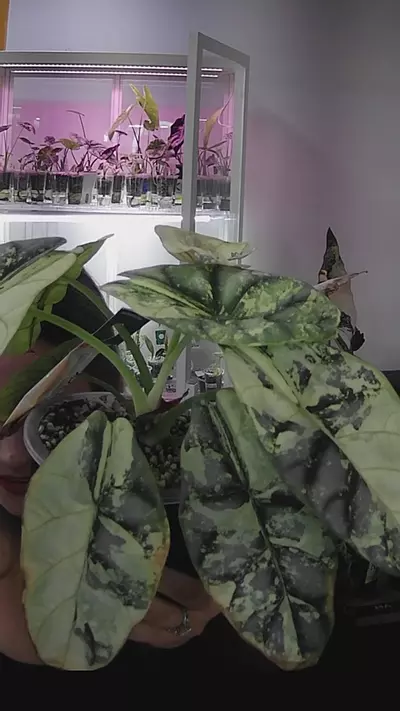 plant/silver dragon mint corm-0-thumbnail