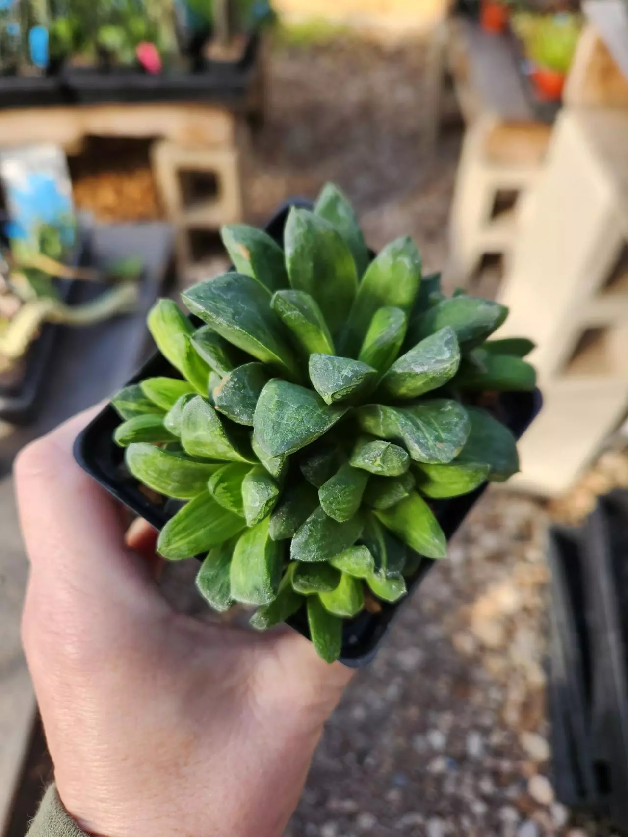 plant/Haworthia "Miho" variegated-0