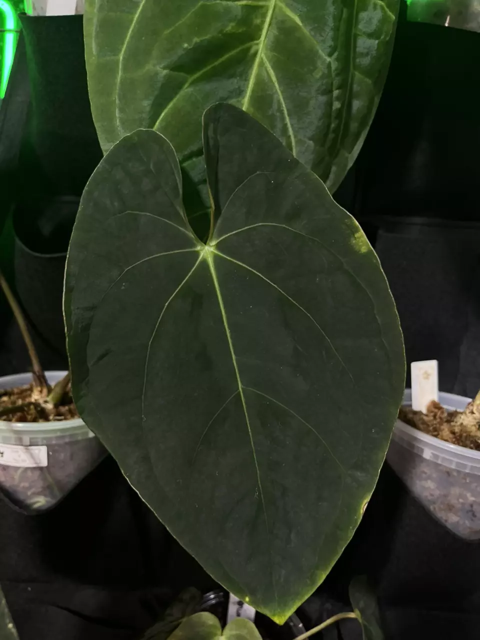 plant/Anthurium Indo Pap x Pap#2-0