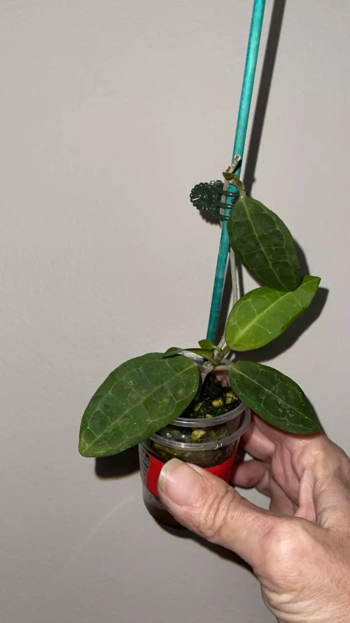 plant/79 Hoya Elliptica-0