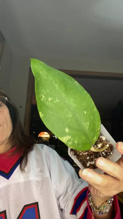 plant/elephant x unk-0-thumbnail