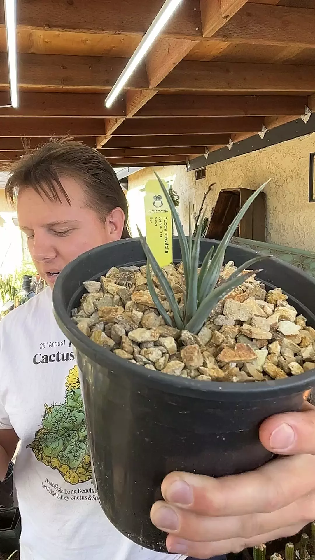 plant/Seed Grown Joshua Tree 3-4 years old-0