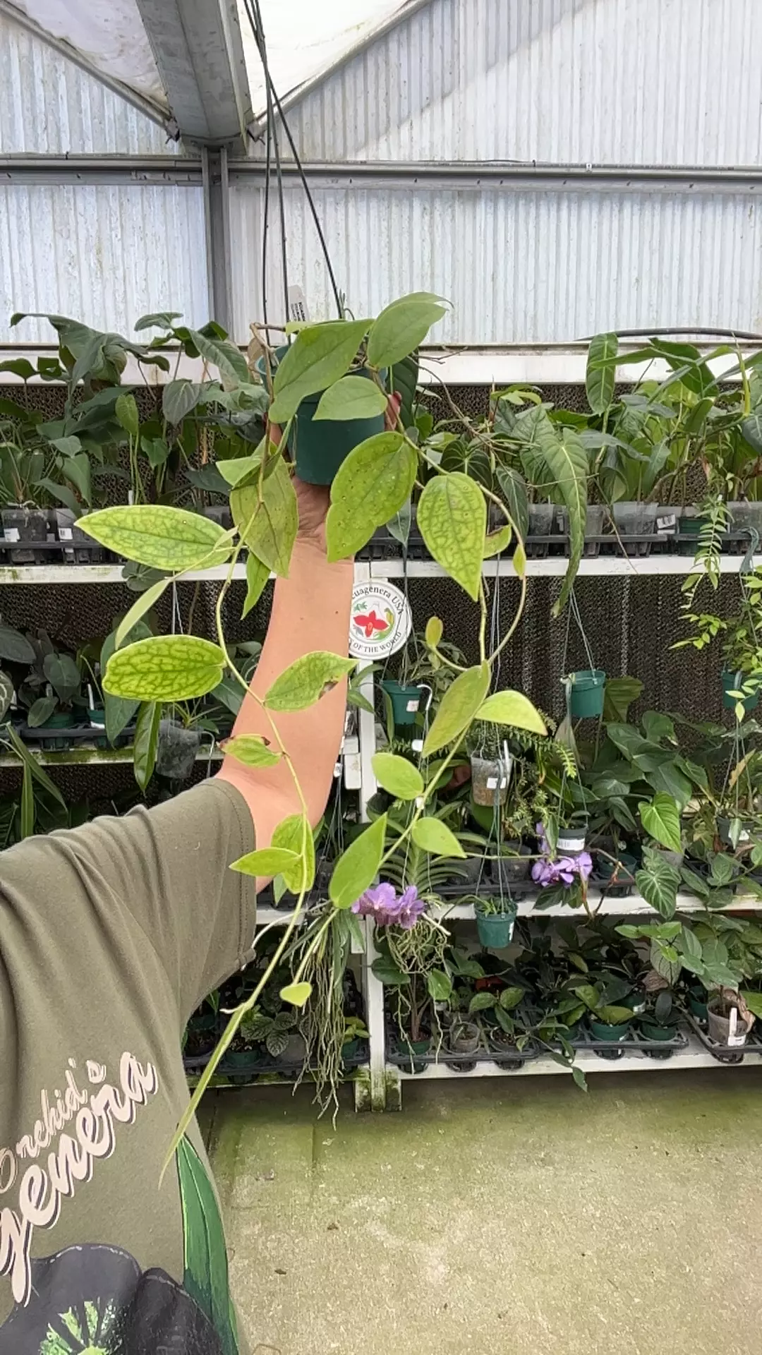 plant/i158 ceratostema peruvianum-0