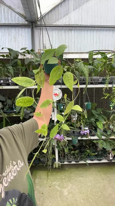 plant/i158 ceratostema peruvianum-0-thumbnail