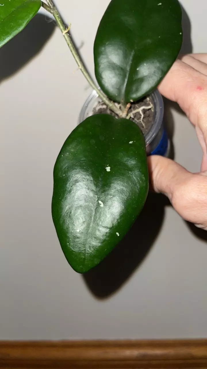 plant/84 Hoya snowball-1