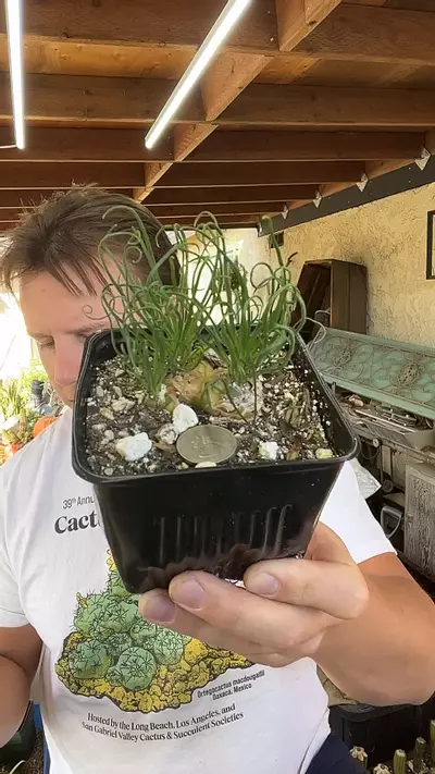 plant/Albuca Spiralis Cluster-0-thumbnail