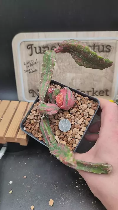 plant/m388 chimera Hylo vari gymno 10" wide-0-thumbnail